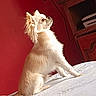 Gizmo a rejoint le concours — aidez-le/la à gagner de superbes lots ! dog, small_dog, pet, indoor, bed, white_bedspread, red_wall, wooden_furniture, television, cable, sunlight, fluffy, side_view, attentive, sitting, cute, domestic_animal, furniture, room, portrait