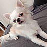 dog, chihuahua, white_dog, small_dog, pet, indoor, couch, gray_couch, fur, tongue_out, cute, animal, canine, relaxed, domestic_animal, ears_up, long_fur, lying_down, portrait, household