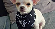 Angel a rejoint le concours — aidez-le/la à gagner de superbes lots ! animal, bandana, canine, chihuahua, companion, couch, cute, dog, domestic_animal, ears, fur, indoor, looking, pet, pillow, resting, sitting, small_dog, snout, white_dog