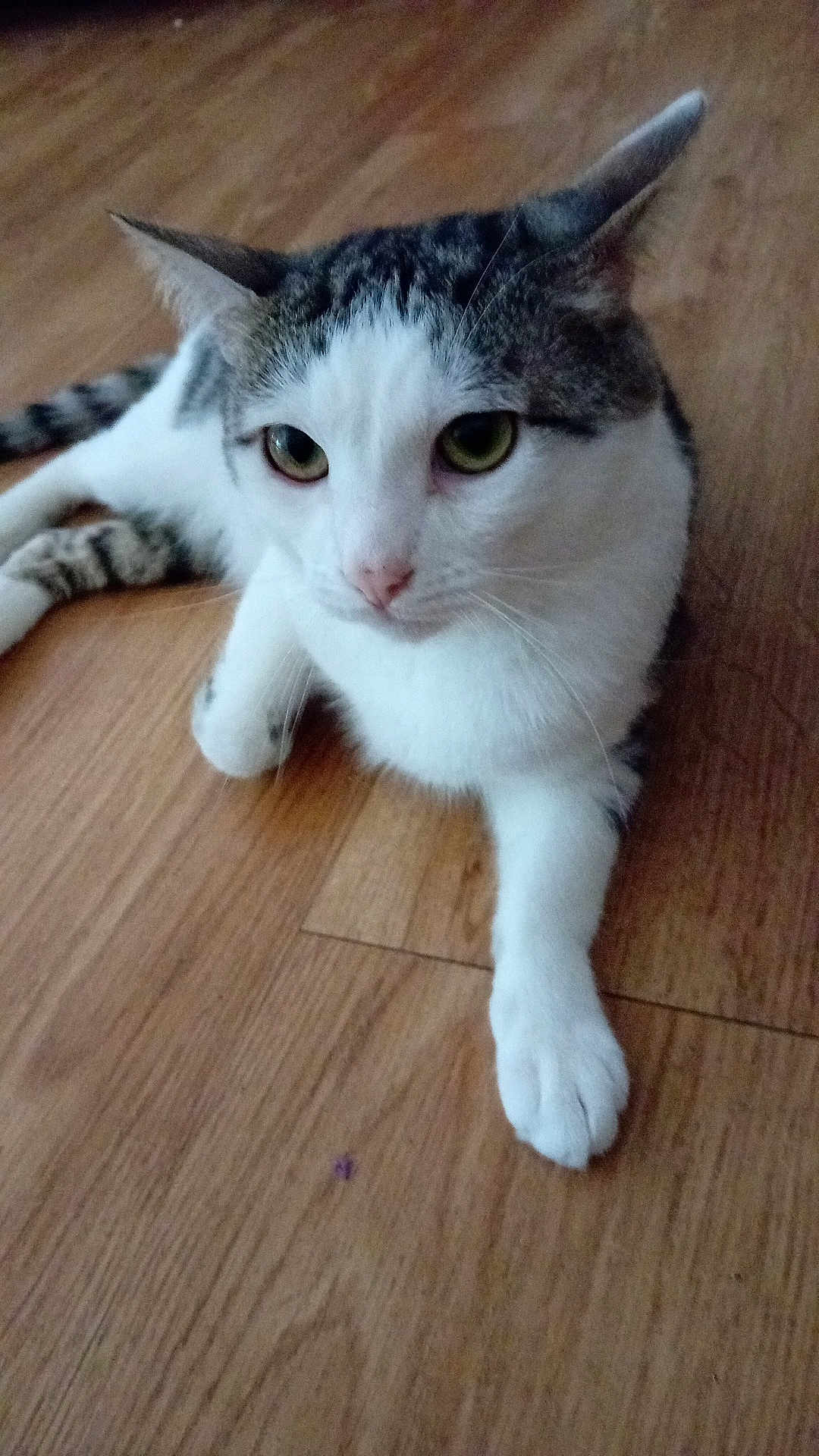 Moumoun