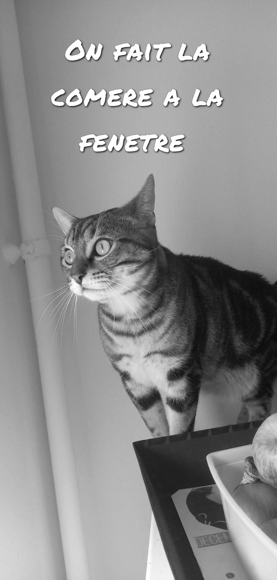 Simba a rejoint le concours — aidez-le/la à gagner de superbes lots ! art, black_and_white, carnivore, cat, domestic_short_haired_cat, felidae, font, fur, monochrome, monochrome_photography, paw, photo_caption, publication, small_to_medium_sized_cats, snout, style, tail, terrestrial_animal, whiskers, wildlife