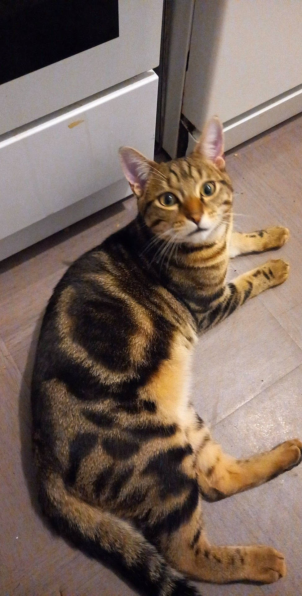 Simba a rejoint le concours — aidez-le/la à gagner de superbes lots ! carnivore, cat, domestic_short_haired_cat, felidae, floor, flooring, fur, hardwood, paw, sitting, small_to_medium_sized_cats, snout, tail, terrestrial_animal, whiskers