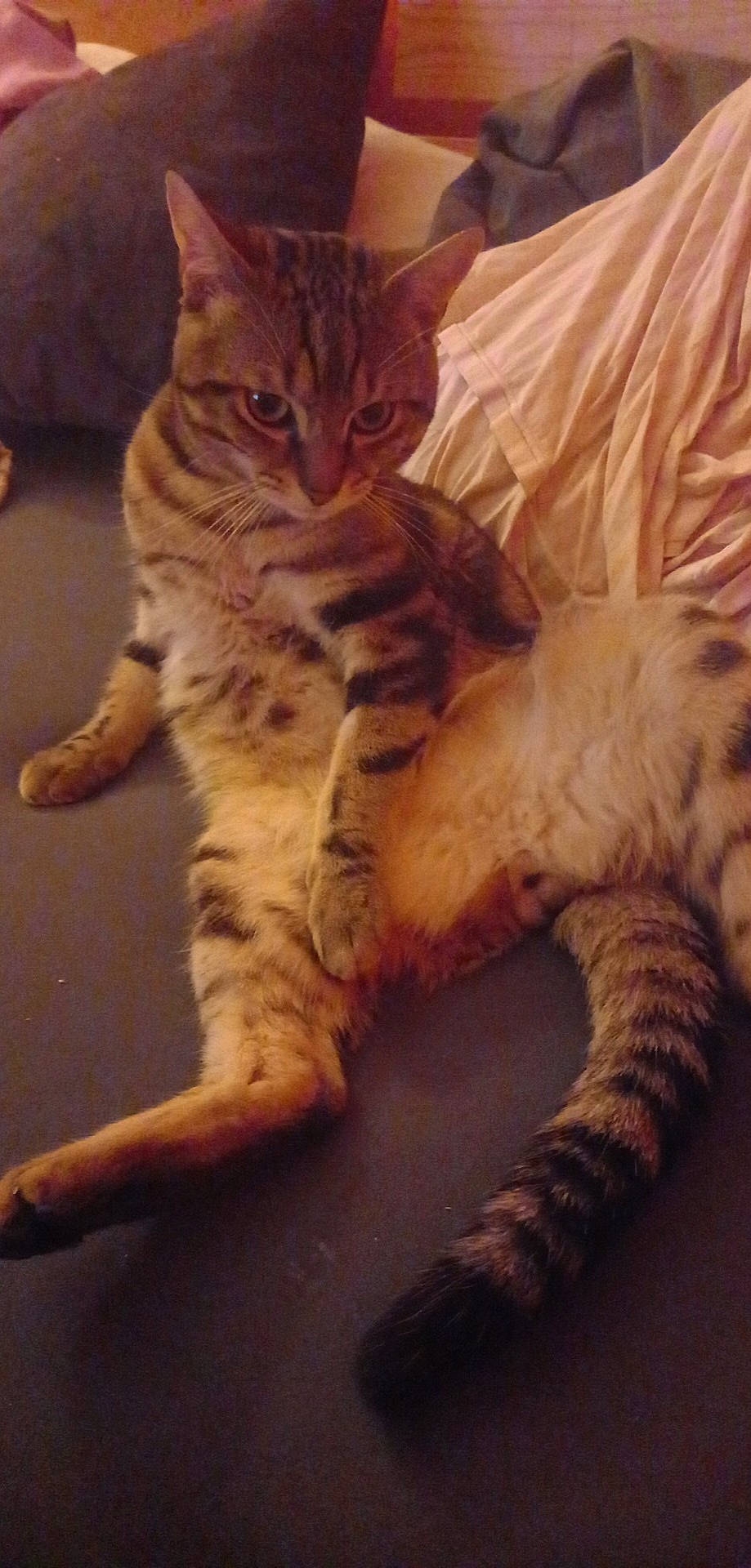 Simba participe au concours pour gagner de l'argent avec cette photo : bed, carnivore, cat, claw, cloud, comfort, domestic_short_haired_cat, eye, fawn, felidae, fur, paw, sitting, small_to_medium_sized_cats, snout, tail, terrestrial_animal, whiskers, wildlife, wood