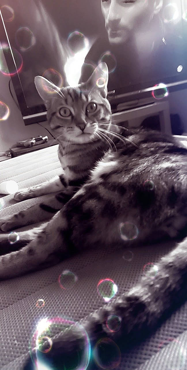 Simba a rejoint le concours — aidez-le/la à gagner de superbes lots ! carnivore, cat, claw, comfort, darkness, domestic_short_haired_cat, felidae, fur, gesture, monochrome, monochrome_photography, paw, sitting, small_to_medium_sized_cats, snout, tail, whiskers