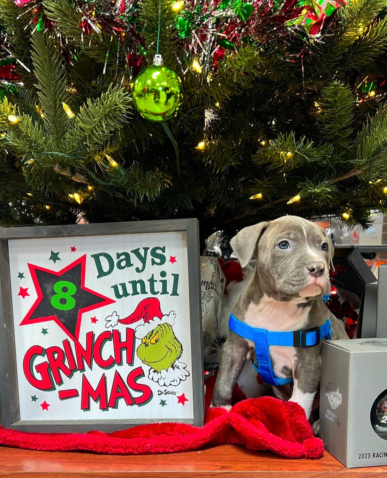 Kain is registered to the contest to win money with this photo: carnivore, christmas, christmas_decoration, christmas_ornament, christmas_tree, collar, companion_dog, conifer, dog, dog_breed, dog_supply, event, evergreen, fawn, holiday, holiday_ornament, interior_design, ornament, pet_supply, working_animal