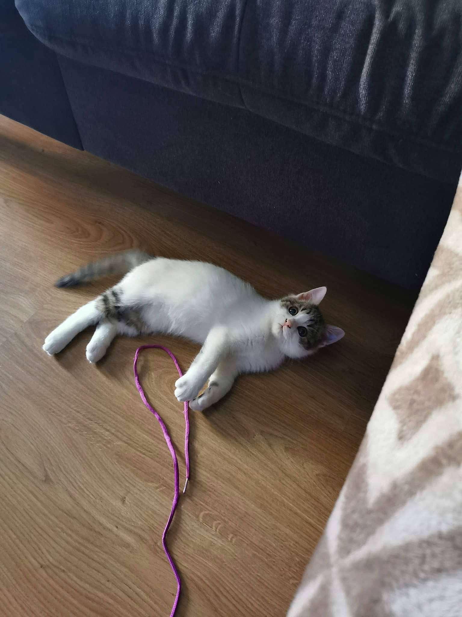 Coeurly participe au concours pour gagner de l'argent avec cette photo : carnivore, cat, comfort, couch, dog_breed, domestic_short_haired_cat, fawn, felidae, flooring, furniture, grey, hardwood, linens, mammal, small_to_medium_sized_cats, table, tail, vertebrate, whiskers, wood