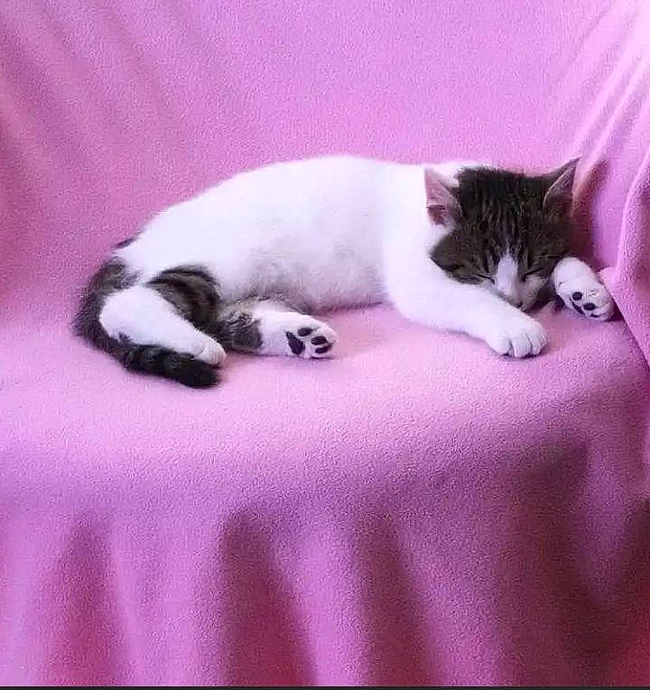 Coeurly participe au concours pour gagner de l'argent avec cette photo : bed, carnivore, cat, cat_supply, comfort, domestic_short_haired_cat, felidae, fur, grey, linens, magenta, nap, pattern, paw, pink, small_to_medium_sized_cats, tail, terrestrial_animal, textile, whiskers