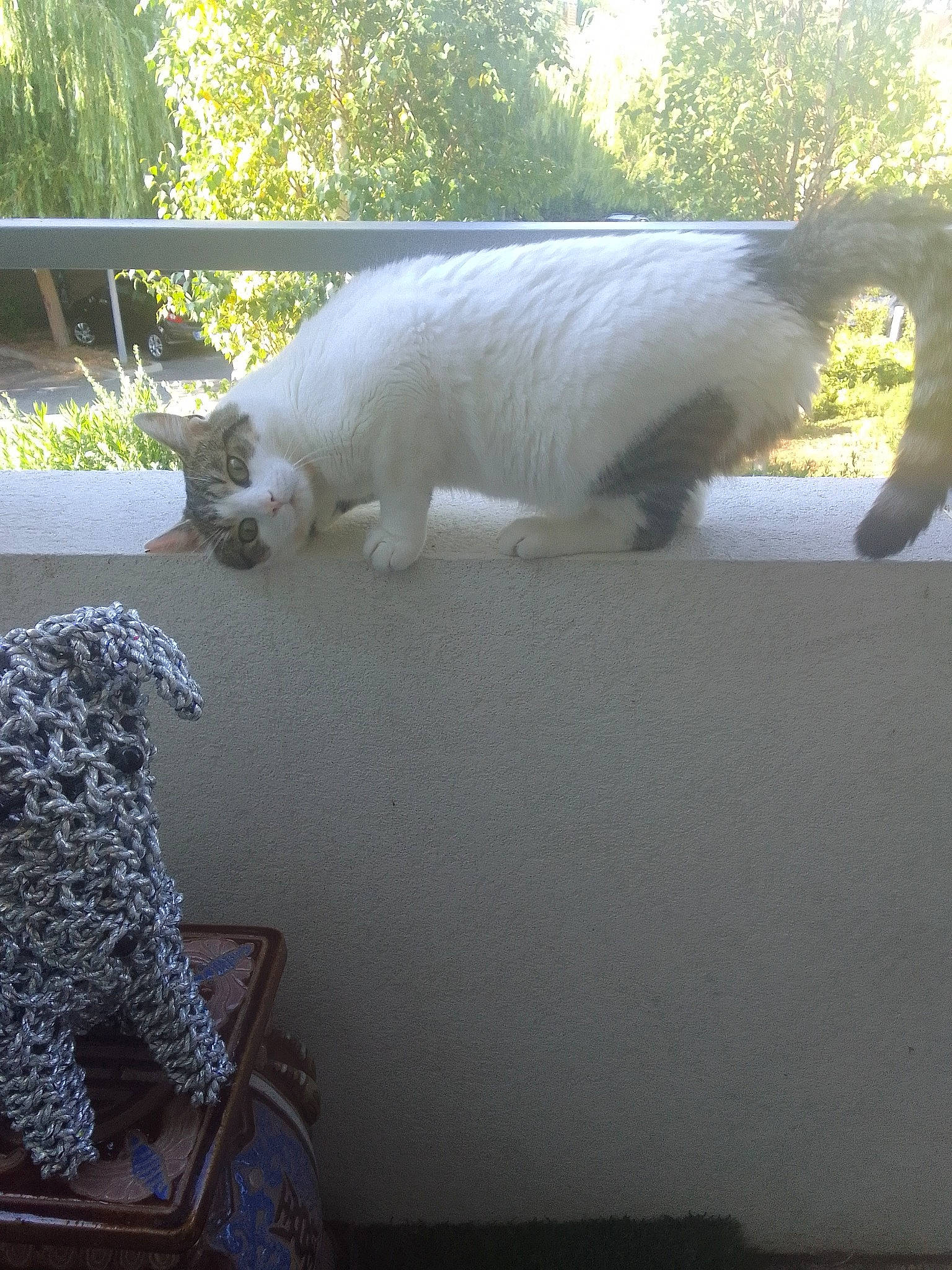 Coeurly a rejoint le concours — aidez-le/la à gagner de superbes lots ! canidae, carnivore, cat, companion_dog, dog_breed, felidae, fur, grass, mammal, paw, plant, small_to_medium_sized_cats, snout, sporting_group, tail, tints_and_shades, toy, tree, vertebrate, whiskers