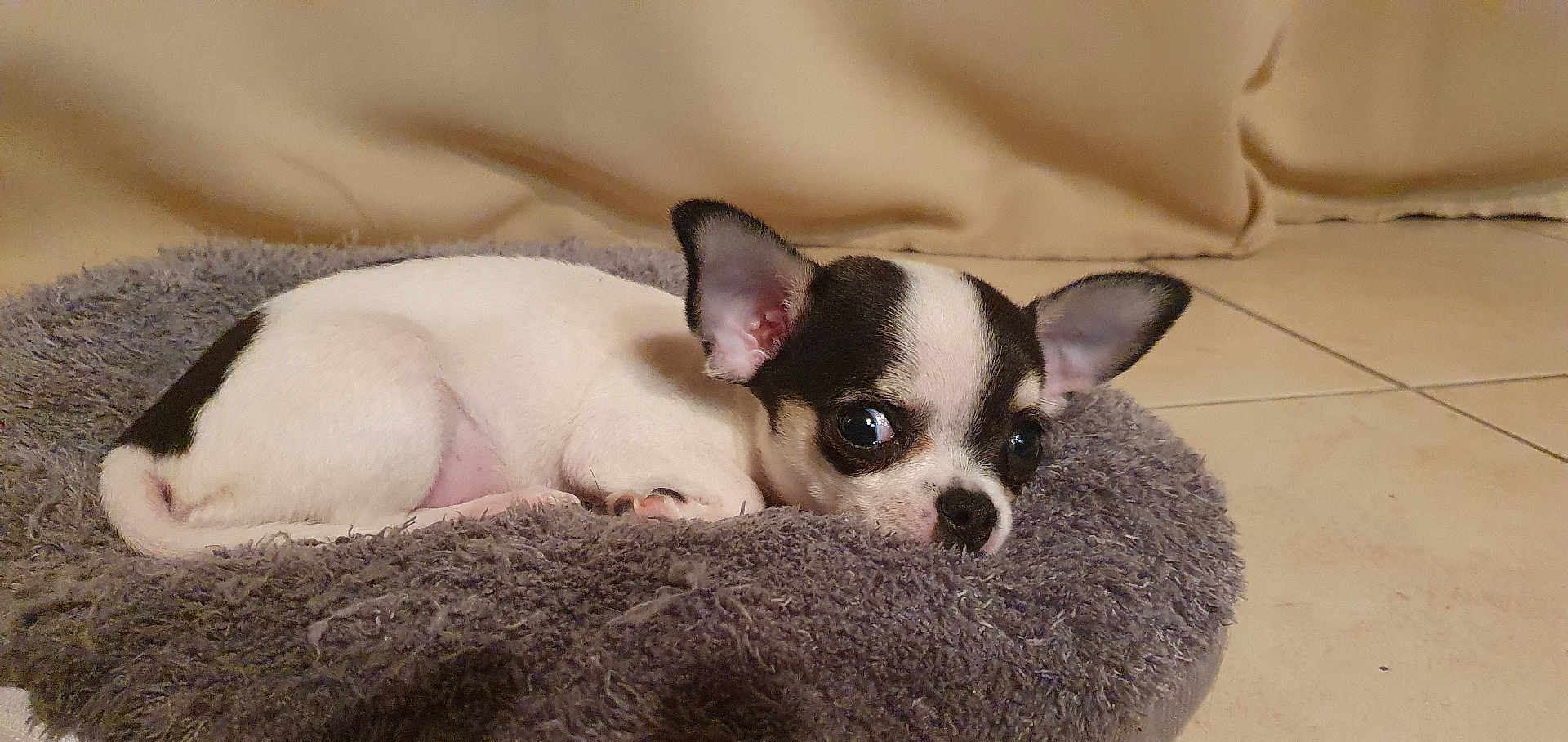 Aiko