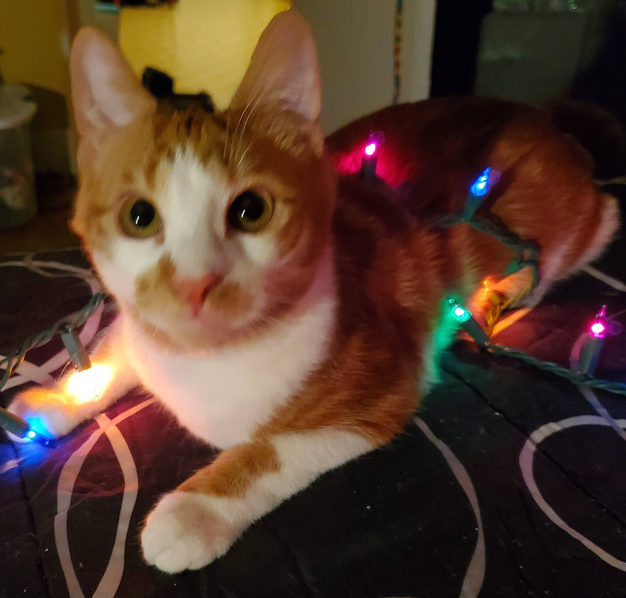 Malachi joined the competition — help win amazing prizes! box, carnivore, cat, collar, domestic_short_haired_cat, event, fawn, felidae, fur, paw, small_to_medium_sized_cats, tail, whiskers