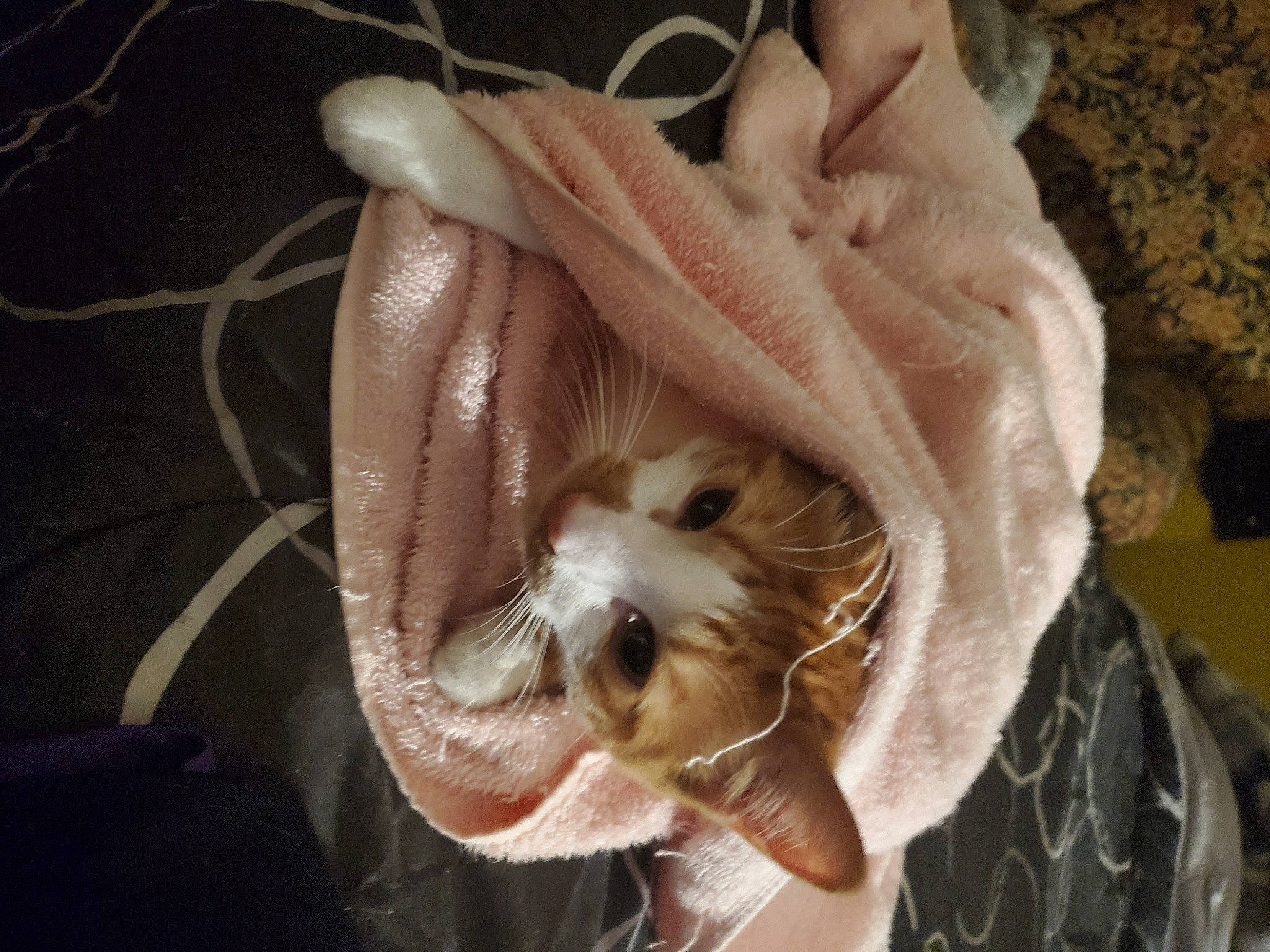 Malachi joined the competition — help win amazing prizes! ball, basket, carnivore, cat, companion_dog, costume_hat, eyelash, fashion_accessory, fawn, felidae, fur, happy, hat, headpiece, moustache, petal, small_to_medium_sized_cats, snout, sunglasses, whiskers