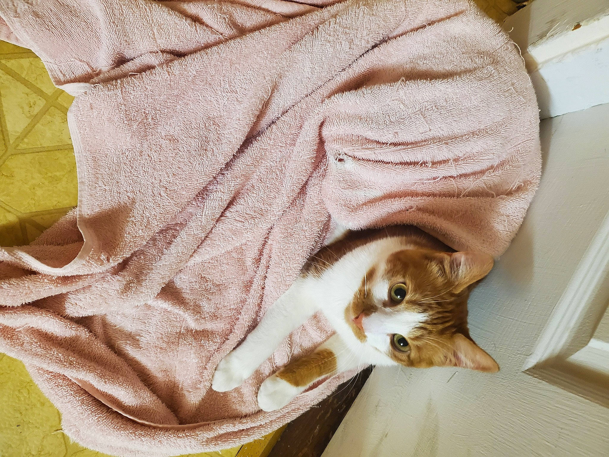 Malachi joined the competition — help win amazing prizes! baby_toddler_clothing, button, carnivore, cat, claw, collar, comfort, domestic_short_haired_cat, dress_shirt, fawn, felidae, fur, linens, pattern, peach, sleeve, small_to_medium_sized_cats, tail, whiskers, wood