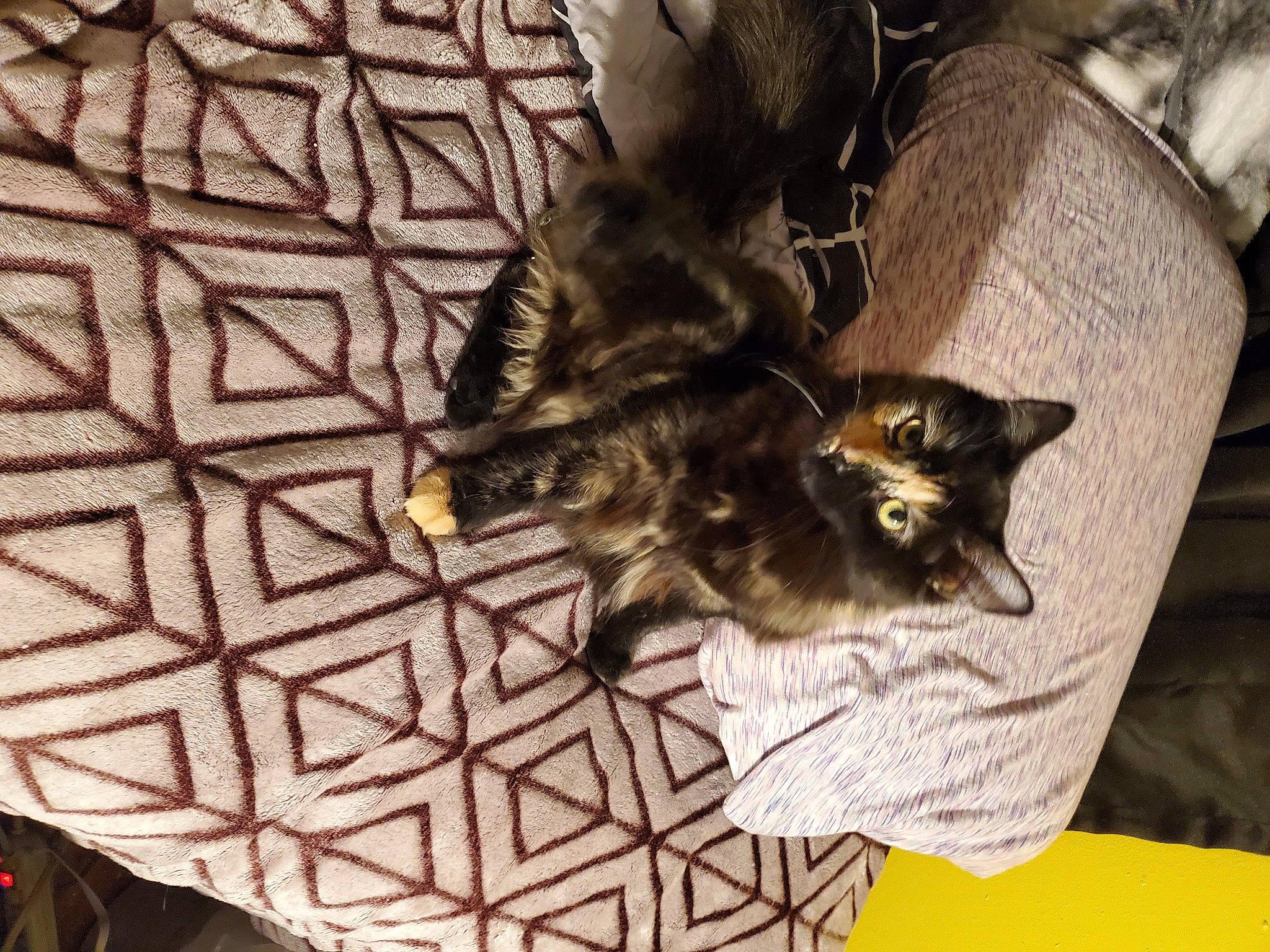 Mishka joined the competition — help win amazing prizes! black, black_cat, canidae, carnivore, cat, cat_supply, claw, comfort, domestic_short_haired_cat, felidae, flooring, fur, grey, linens, metal, pattern, small_to_medium_sized_cats, tail, whiskers, wood