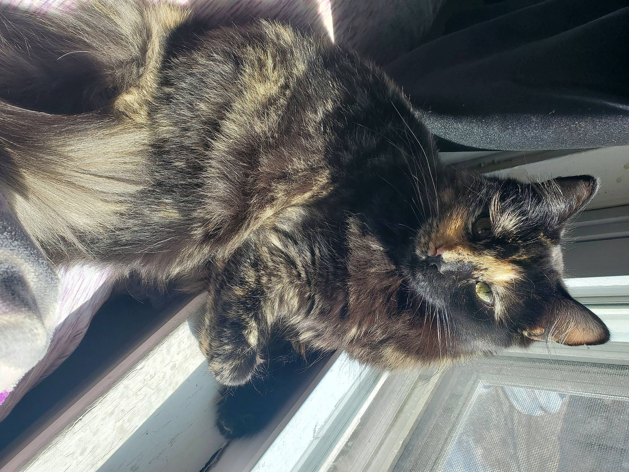 Mishka is registered to the contest to win money with this photo: black_cat, carnivore, cat, claw, comfort, domestic_short_haired_cat, felidae, flooring, foot, fur, human_leg, lap, nap, paw, small_to_medium_sized_cats, snout, tail, terrestrial_animal, whiskers, window