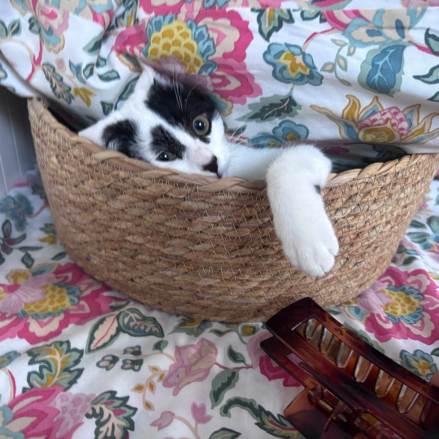 Bulle participe au concours pour gagner de l'argent avec cette photo : cat, kitten, black_and_white, basket, woven_basket, floral, fabric, blanket, paw, whiskers, eyes, pet, animal, cute, indoors, resting, lounging, portrait, home_decor, colorful