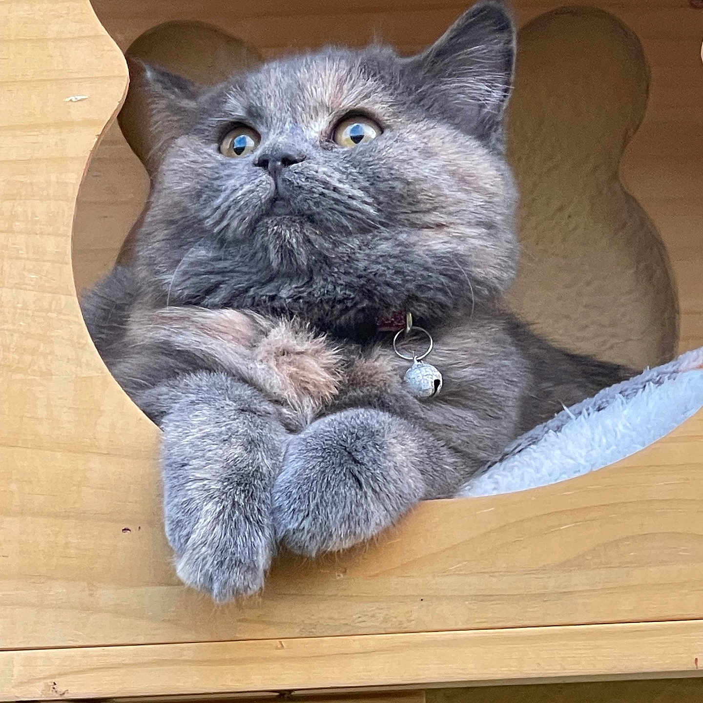 Mila Et Loly participe au concours pour gagner de l'argent avec cette photo : animal, bell, cat, collar, cozy, curious, cute, ears, face, feline, fluffy, fur, home, indoor, paws, pet, portrait, resting, wood, wooden_house