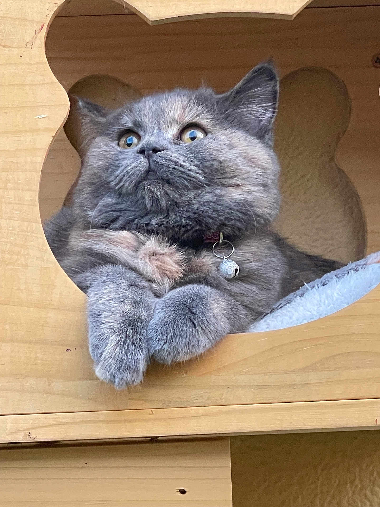 Mila Et Loly participe au concours pour gagner de l'argent avec cette photo : cat, pet, animal, wood, wooden_house, feline, fluffy, collar, bell, indoor, curious, resting, paws, face, ears, fur, cute, cozy, home, portrait