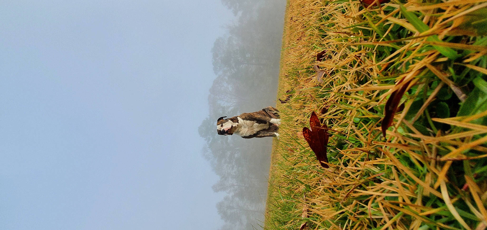 Buddy is registered to the contest to win money with this photo: _geese_and_swans, beak, duck, ducks, grass, landscape, people_in_nature, plant, plant_stem, seabird, sky, soil, tree, trunk, twig, water, water_bird, waterfowl, wildlife, wing