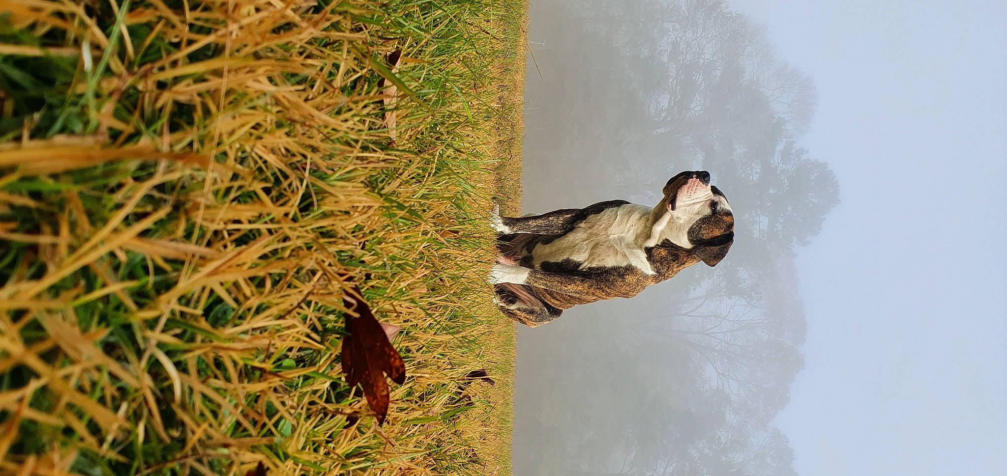 Buddy is registered to the contest to win money with this photo: _geese_and_swans, beak, bird, duck, ducks, feather, grass, lake, livestock, plant, tail, terrestrial_animal, tree, trunk, twig, water, water_bird, waterfowl, wildlife, winter