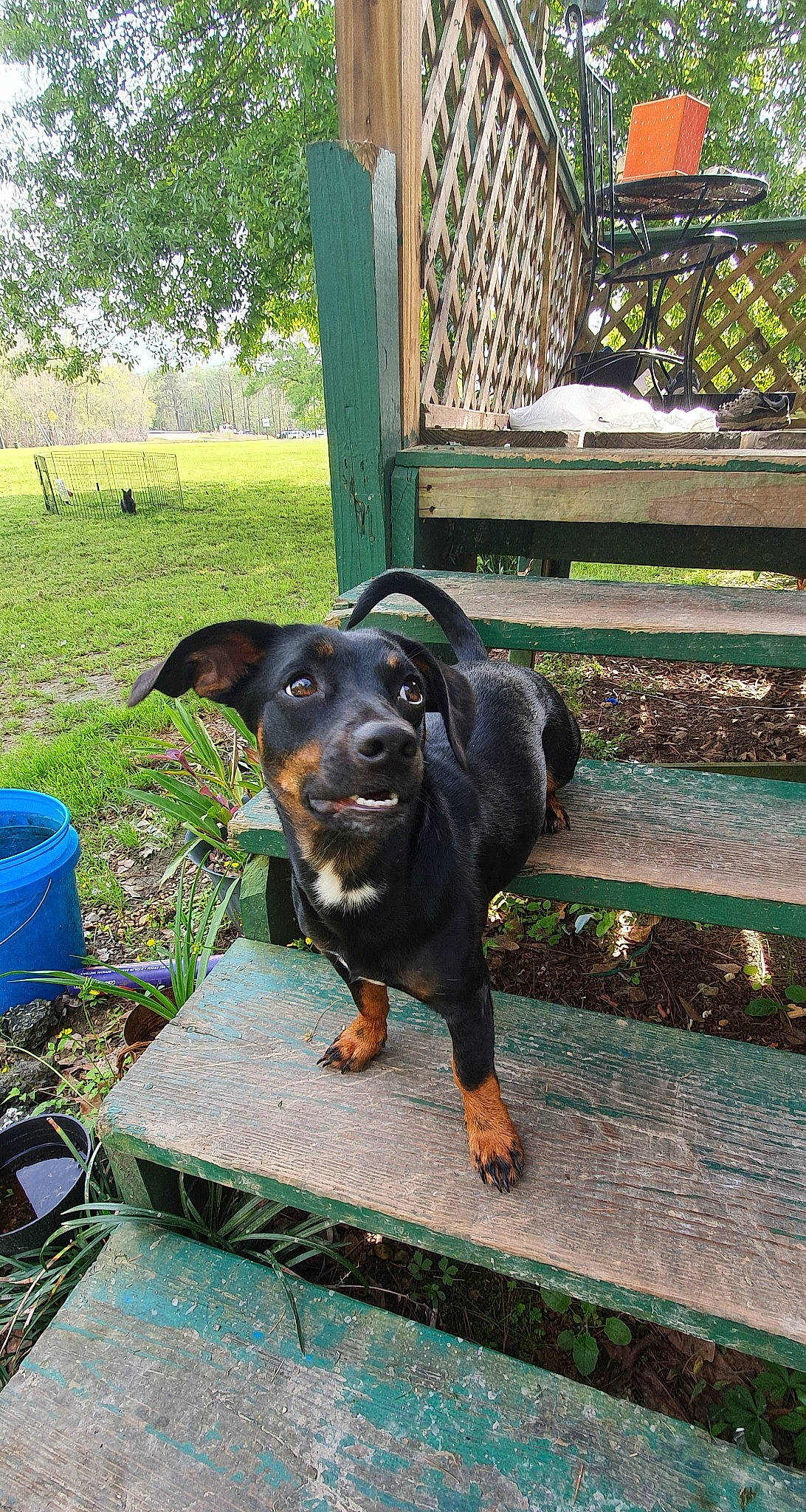 Baily joined the competition — help win amazing prizes! austrian_black_and_tan_hound, canidae, carnivore, collar, companion_dog, dog, dog_breed, fence, grass, green, guard_dog, hound, hunting_dog, montenegrin_mountain_hound, plant, sporting_group, terrestrial_animal, tree, working_animal, working_dog