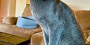 Luna joined the competition — help win amazing prizes! cat, gray_cat, green_eyes, indoor, living_room, sofa, denim, jeans, pet, feline, cute, domestic_animal, animal, sitting, portrait, furniture, cozy, houseplant, table, carpet