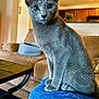 cat, gray_cat, green_eyes, indoor, living_room, sofa, denim, jeans, pet, feline, cute, domestic_animal, animal, sitting, portrait, furniture, cozy, houseplant, table, carpet