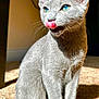 Luna is registered to the contest to win money with this photo: cat, gray_cat, blue_eyes, tongue_out, indoor, carpet, sunlight, pet, feline, whiskers, ears, tail, cute, domestic_animal, animal, sitting, closeup, soft_fur, shadow, portrait