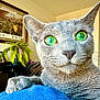 Luna joined the competition — help win amazing prizes! cat, gray_cat, green_eyes, close_up, paw, indoor, plant, framed_picture, furniture, cozy, home, whiskers, curious, pet, animal, portrait, domestic_cat, blue_surface, relaxed, room