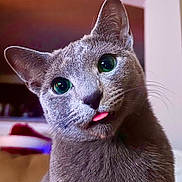 Luna joined the competition — help win amazing prizes! cat, gray_cat, green_eyes, tongue_out, cute, pet, animal, fur, whiskers, indoor, closeup, portrait, curious, playful, domestic_cat, feline, head_tilt, soft_light, background_blur, expressive