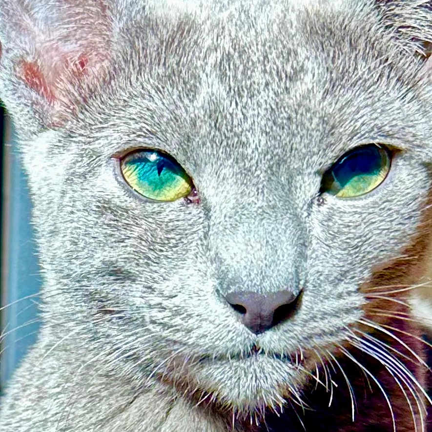 Luna joined the competition — help win amazing prizes! alert, animal, cat, close_up, cute, domestic_cat, ears, face, feline, fur_texture, green_eyes, grey_fur, indoor, looking, mammal, natural_light, pet, portrait, soft_light, whiskers