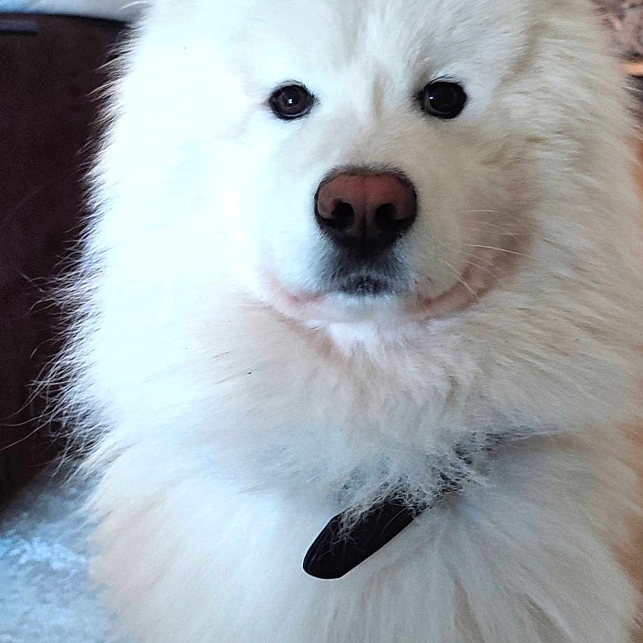 Sako