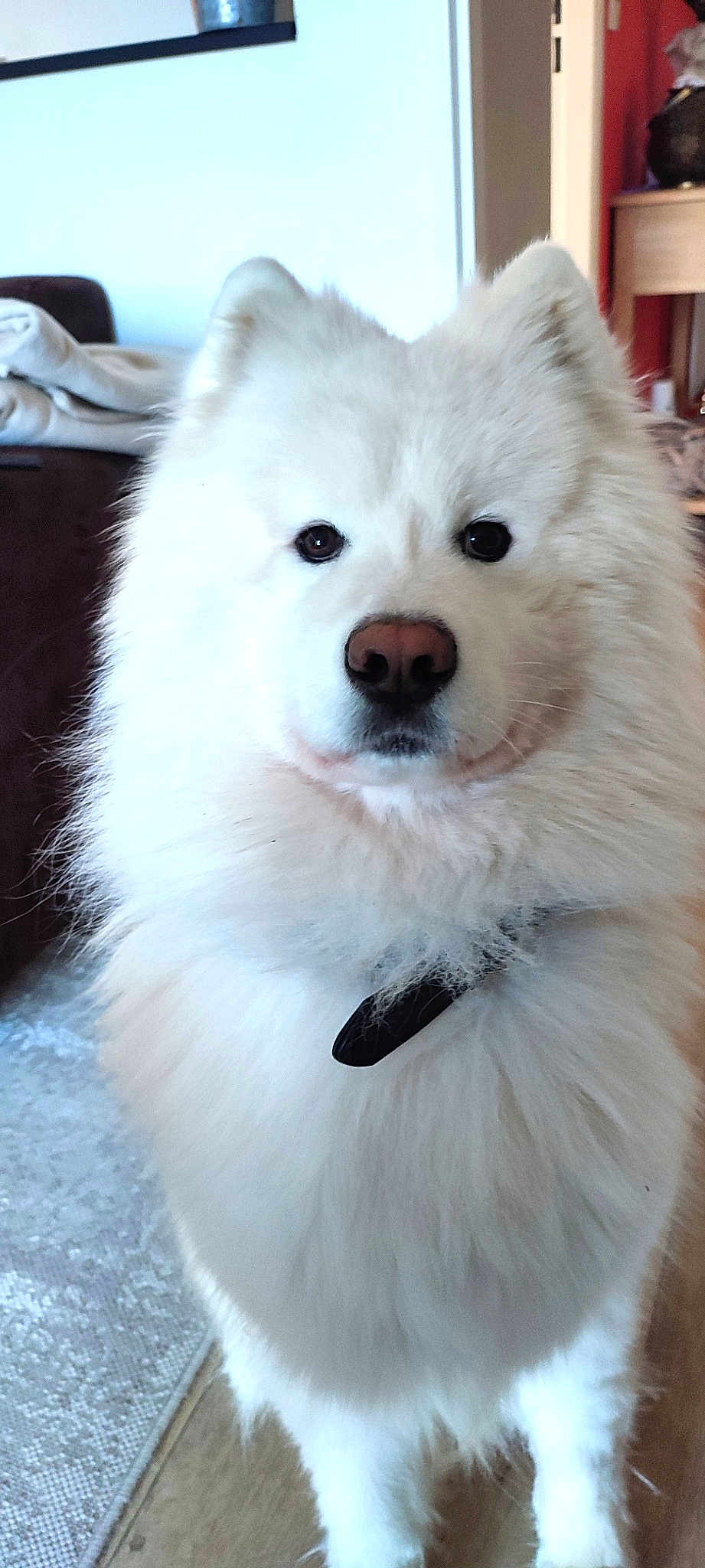 Sako
