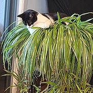Emi a rejoint le concours — aidez-le/la à gagner de superbes lots ! animal, black_and_white, cat, close_up, curious, cute, decor, domestic, feline, greenery, home, indoor, leafy, nature, pet, plant, relaxing, sitting, spider_plant, window