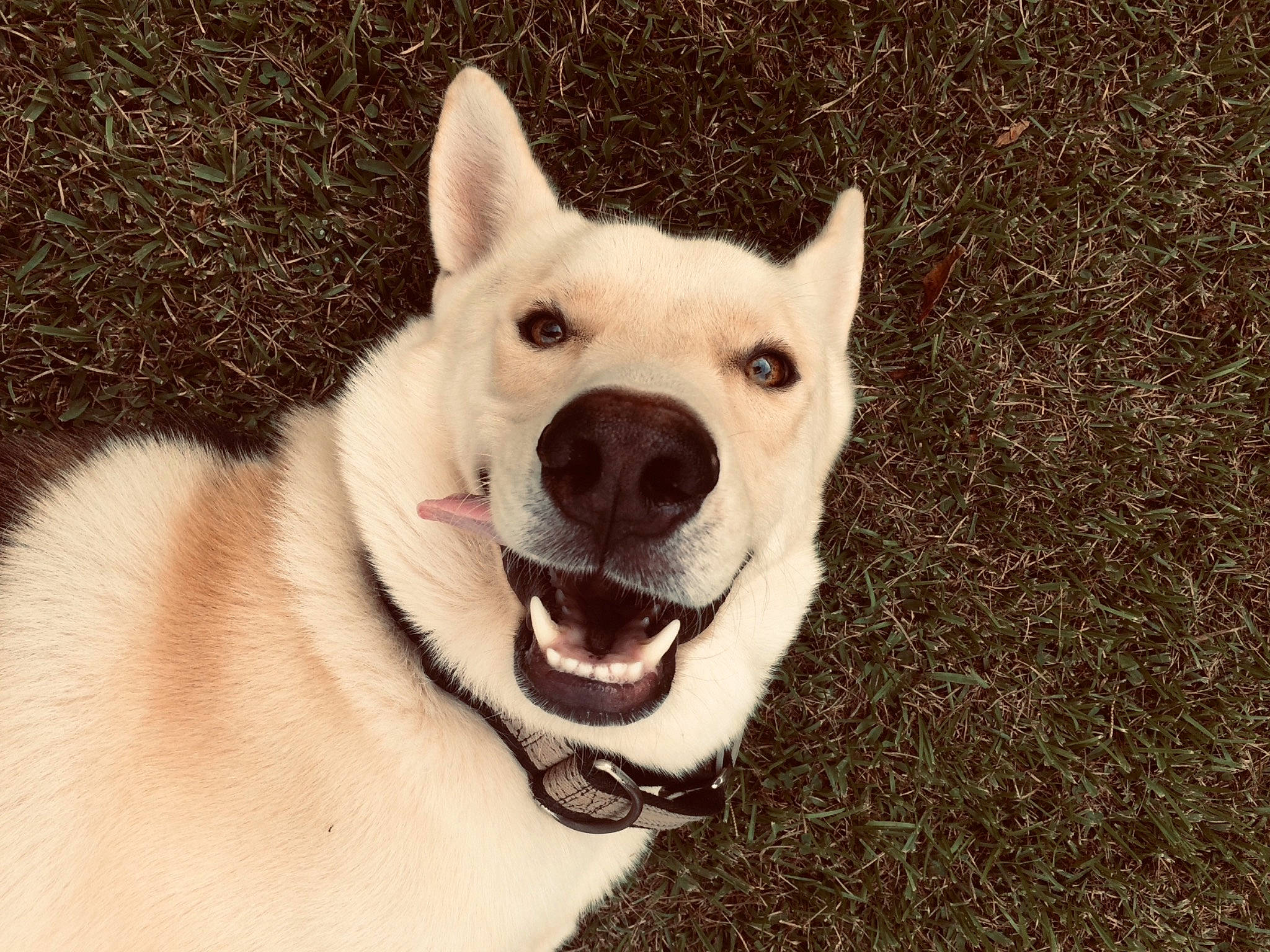 Pedrõ is registered to the contest to win money with this photo: berger_blanc_suisse, canaan_dog, canidae, carnivore, companion_dog, dog, dog_breed, ear, eye, fawn, head, kishu, korean_jindo_dog, mammal, non_sporting_group, nose, rare_breed_dog, snout, vertebrate, white_shepherd