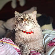 Nina Et Roucou participe au concours pour gagner de l'argent avec cette photo : cat, fluffy, red_collar, bed, blanket, striped_blanket, indoor, pet, feline, tabby_cat, relaxed, portrait, animal, cute, whiskers, paw, fur, domestic_cat, looking_up, cozy