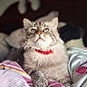 cat, fluffy, red_collar, bed, blanket, striped_blanket, indoor, pet, feline, tabby_cat, relaxed, portrait, animal, cute, whiskers, paw, fur, domestic_cat, looking_up, cozy