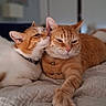 Nina Et Roucou a rejoint le concours — aidez-le/la à gagner de superbes lots ! cat, cats, ginger_cat, white_cat, pet, feline, indoor, bed, quilt, nuzzling, affection, animal, cute, relaxed, domestic, companionship, fur, whiskers, collar, resting