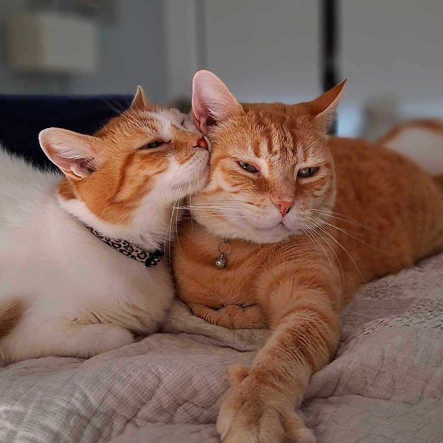 Nina Et Roucou a rejoint le concours — aidez-le/la à gagner de superbes lots ! cat, cats, ginger_cat, white_cat, pet, feline, indoor, bed, quilt, nuzzling, affection, animal, cute, relaxed, domestic, companionship, fur, whiskers, collar, resting