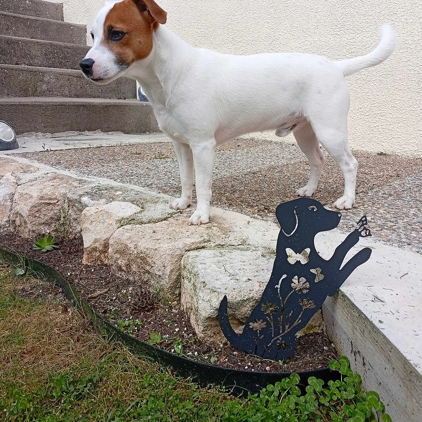 Unix participe au concours pour gagner de l'argent avec cette photo : accessories, animal, architecture, building, canine, clothing, dog, flagstone, footwear, hound, house, housing, path, pet, puppy, shoe, slate, staircase, strap, walkway