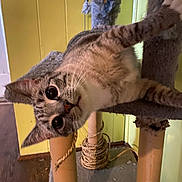 Maude joined the competition — help win amazing prizes! cat, tabby, indoor, cat_tree, curious, playful, pet, feline, whiskers, ears, floor, rope, scratched, wooden_floor, yellow_wall, closeup, animal, young_cat, looking, domestic_cat