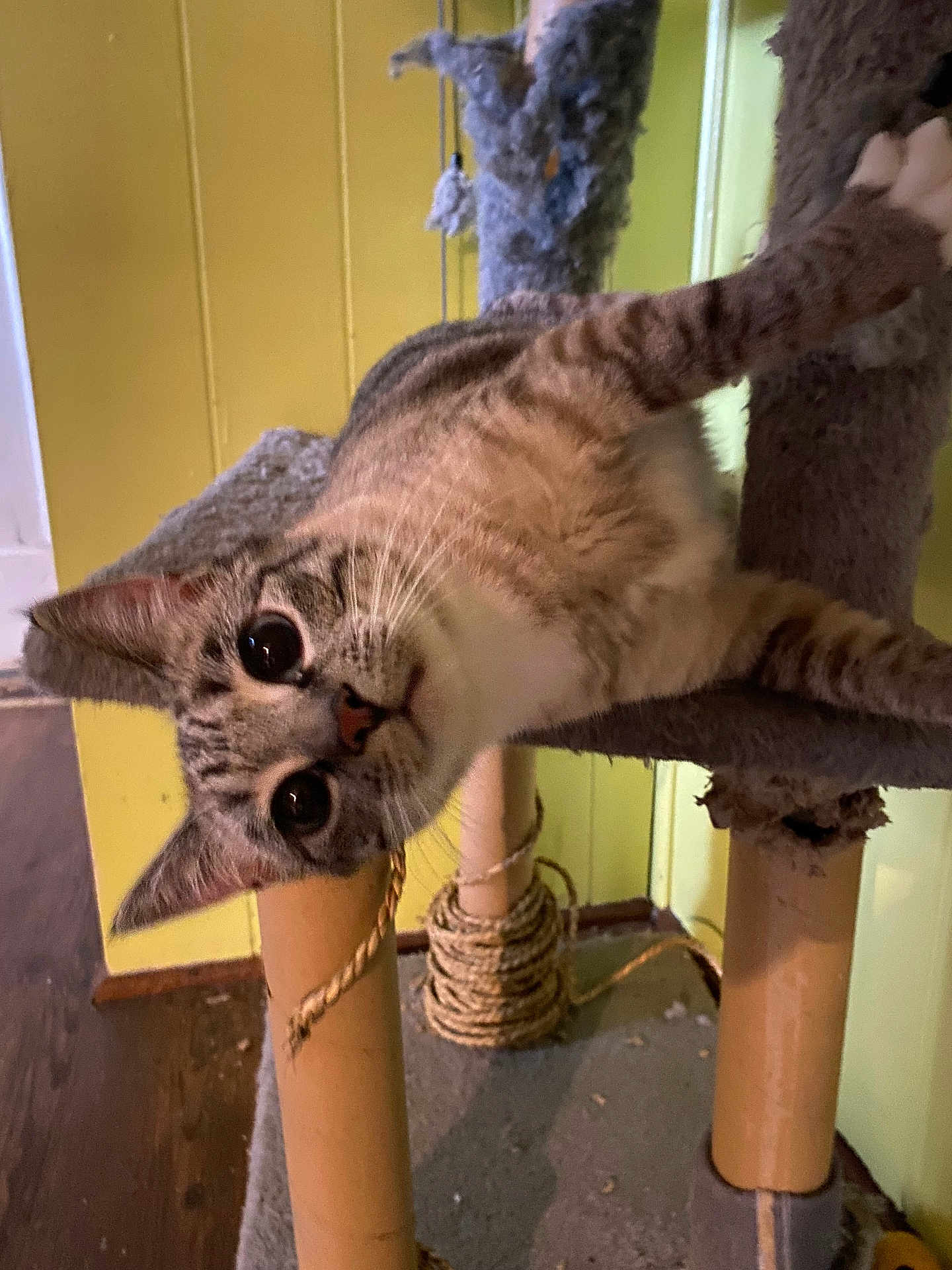 Maude joined the competition — help win amazing prizes! cat, tabby, indoor, cat_tree, curious, playful, pet, feline, whiskers, ears, floor, rope, scratched, wooden_floor, yellow_wall, closeup, animal, young_cat, looking, domestic_cat