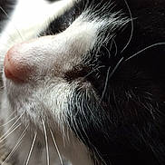 Brandy joined the competition — help win amazing prizes! abyssinian, angora, animal, blackcat, bodypart, cat, computerhardware, electronics, face, hardware, head, kitten, manx, mouth, mustache, person, pet, sleeping, smelling, snout