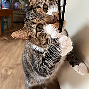 Oaty joined the competition — help win amazing prizes! animal, cat, close_up, curious, cute, domestic, ears, furniture, green_eyes, hand, home, indoor, pet, playing, string, tabby, wall, whiskers, white_paws, wooden_floor