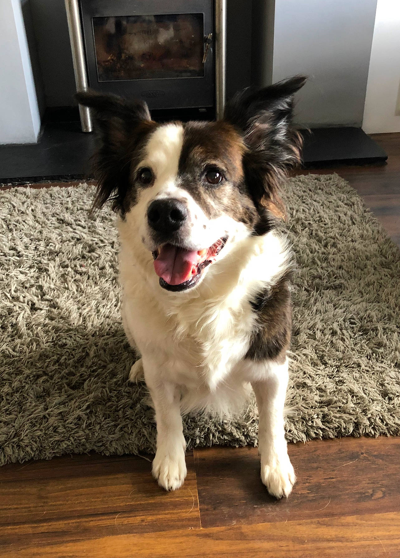 Kaiser is registered to the contest to win money with this photo: canidae, carnivore, collar, companion_dog, dog, dog_breed, dog_supply, door, flooring, fur, hardwood, paw, plant, smile, snout, sporting_group, whiskers, wood, working_animal, working_dog