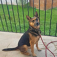 Rocky a rejoint le concours — aidez-le/la à gagner de superbes lots ! dog, german_shepherd, mixed_breed, sitting, outdoor, patio, grass, garden, fence, railing, leash, collar, black_and_tan, pointed_ears, animal_portrait, suburban, building, daylight, concrete, facebook_screenshot