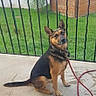 dog, german_shepherd, mixed_breed, sitting, outdoor, patio, grass, garden, fence, railing, leash, collar, black_and_tan, pointed_ears, animal_portrait, suburban, building, daylight, concrete, facebook_screenshot