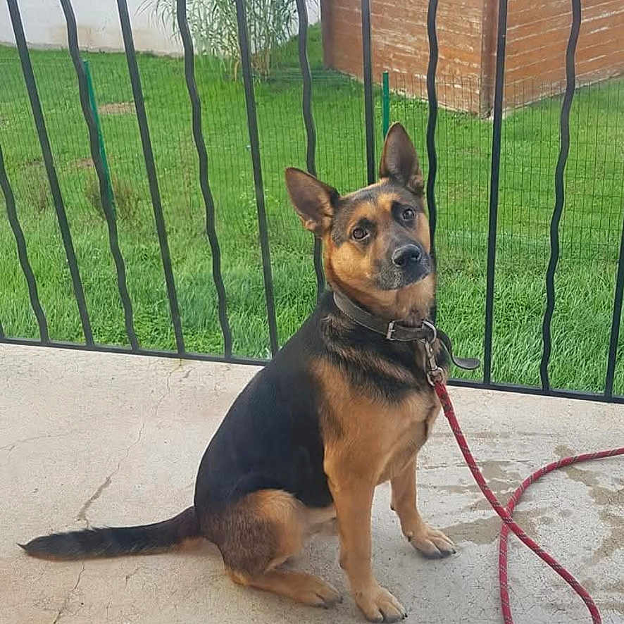 Rocky a rejoint le concours — aidez-le/la à gagner de superbes lots ! dog, german_shepherd, mixed_breed, sitting, outdoor, patio, grass, garden, fence, railing, leash, collar, black_and_tan, pointed_ears, animal_portrait, suburban, building, daylight, concrete, facebook_screenshot