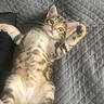 cat, kitten, animal, pet, feline, lying_down, back, paws, whiskers, ears, tail, striped_fur, tabby, white_fur, brown_fur, cute, playful, relaxed, indoor, couch
