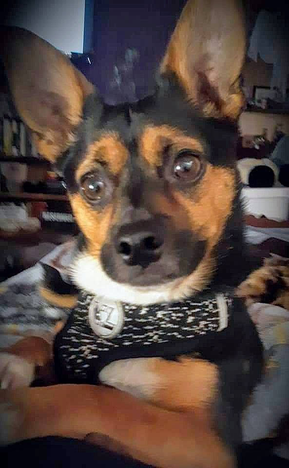 Tibs joined the competition — help win amazing prizes! ancient_dog_breeds, canidae, carnivore, companion_dog, dog, dog_breed, ear, fawn, fur, puppy, sitting, snout, sporting_group, terrestrial_animal, toy_dog, whiskers, working_animal, working_dog