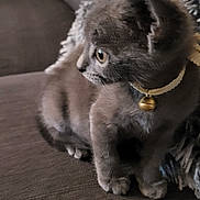 Mistigris a rejoint le concours — aidez-le/la à gagner de superbes lots ! animal, bell, cat, collar, couch, cute, ears, eyes, fluffy, furniture, gray_fur, home, indoors, kitten, pet, portrait, side_profile, sitting, soft_blanket, whiskers